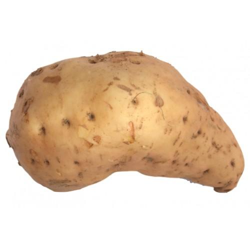 Order White Skin Fresh Sweet Potato Online London – Spicebazar